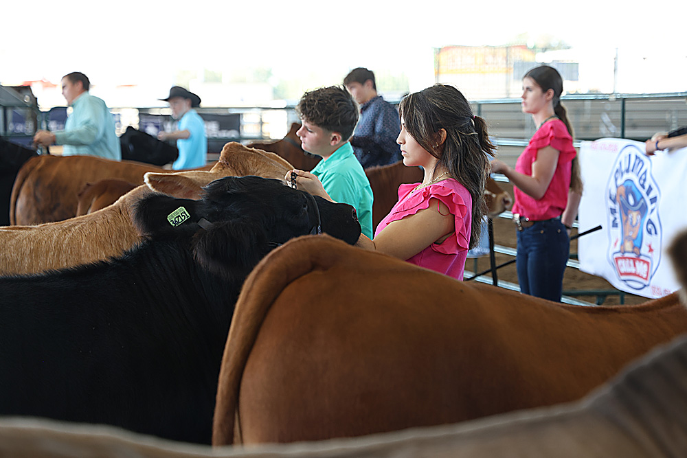 Stock Show Beef